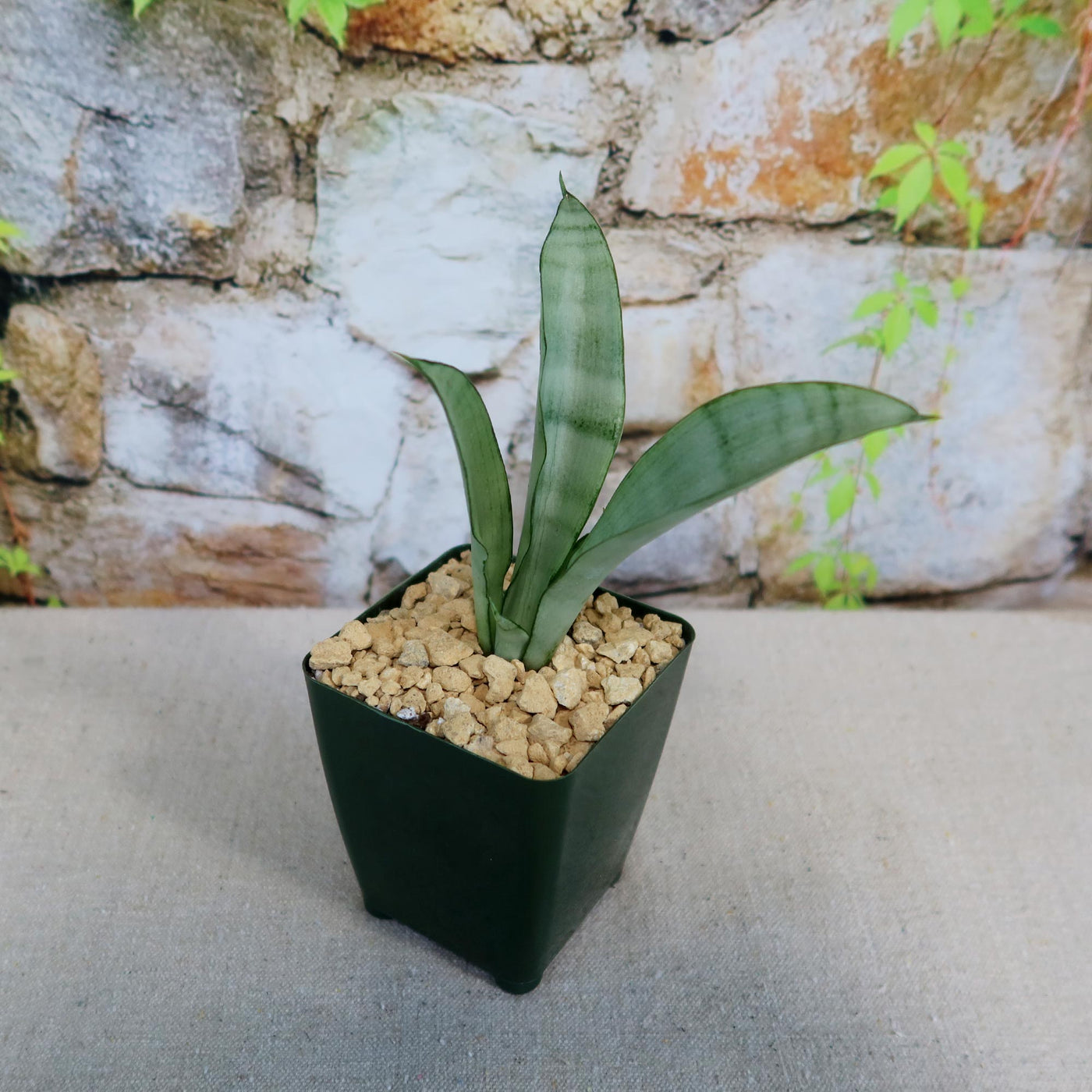 affect of humidifier snake plant Shop 'Moonshine Snake Plant - Sansevieria moonshine' Care and Info