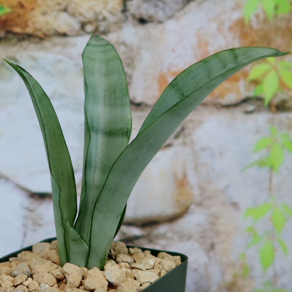 Silver Python Plant Shop 'Moonshine Snake Plant - Sansevieria moonshine' Care and Info ...