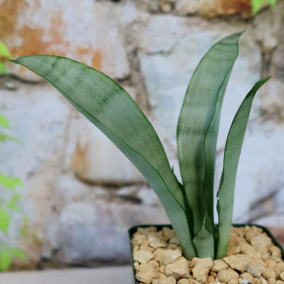 Shop 'Moonshine Snake Plant - Sansevieria moonshine' Care and Info