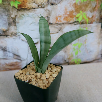 moon snake plant Shop 'Moonshine Snake Plant - Sansevieria moonshine' Care and Info