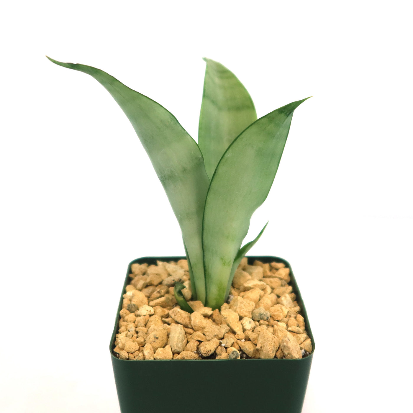 snake plant moonlight Shop 'Moonshine Snake Plant - Sansevieria moonshine' Care and Info
