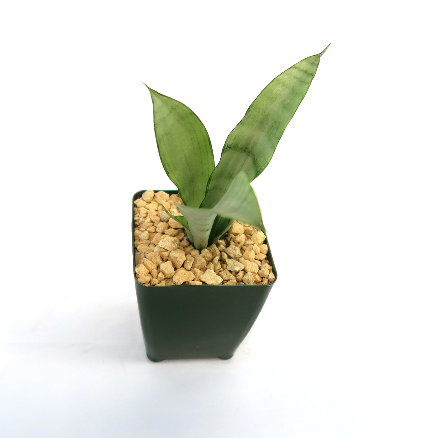 sansevieria green moon Shop 'Moonshine Snake Plant - Sansevieria moonshine' Care and Info