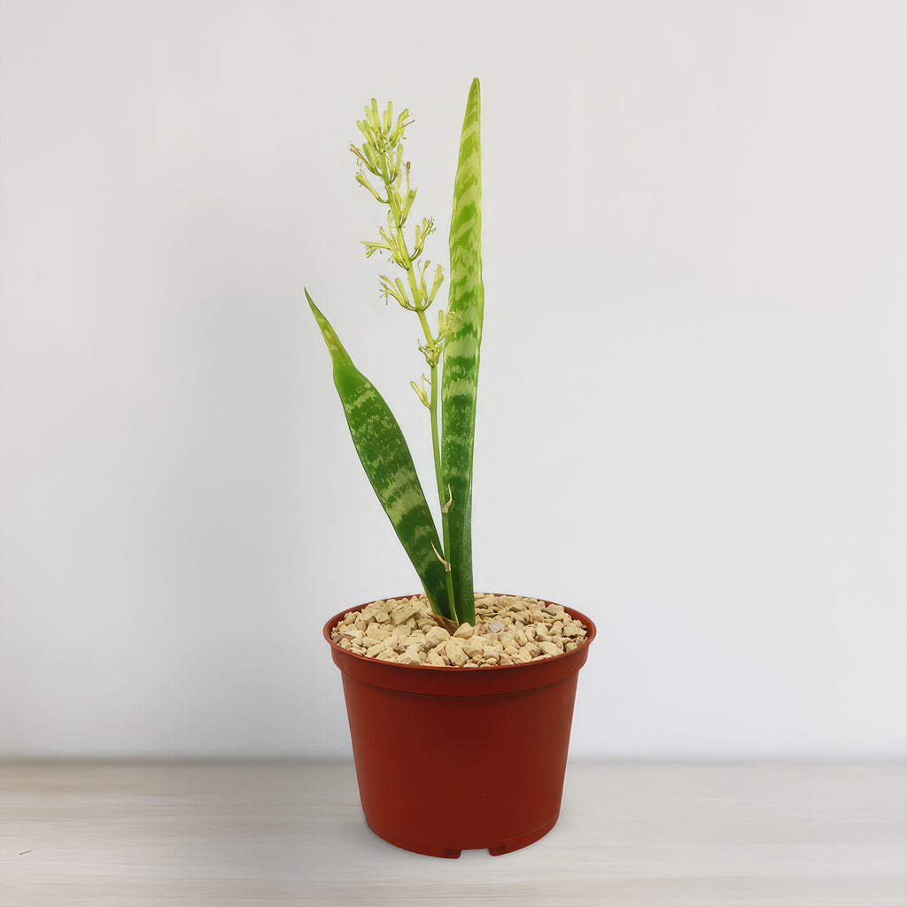 Mother in Law Plant ‘Sansevieria trifasciata’ Snake Plant