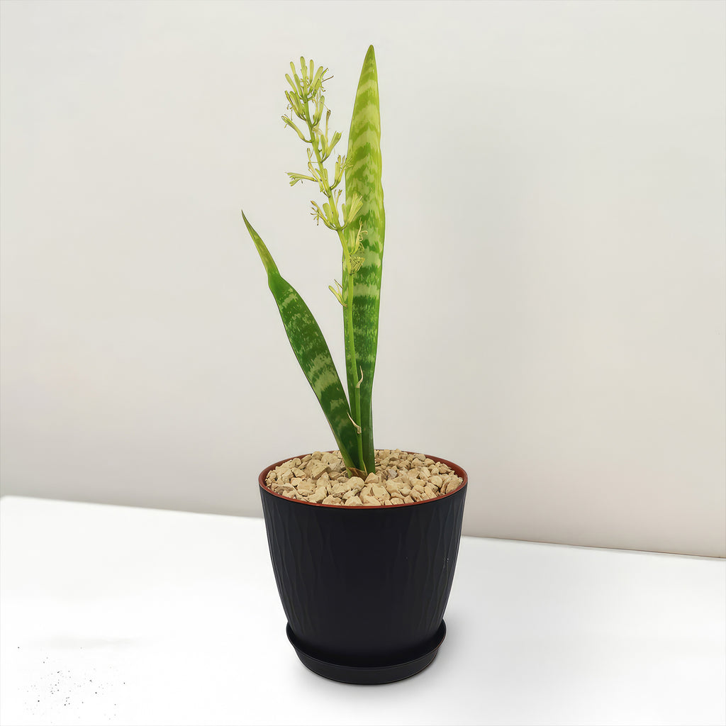 Mother in Law Plant ‘Sansevieria trifasciata’ Snake Plant
