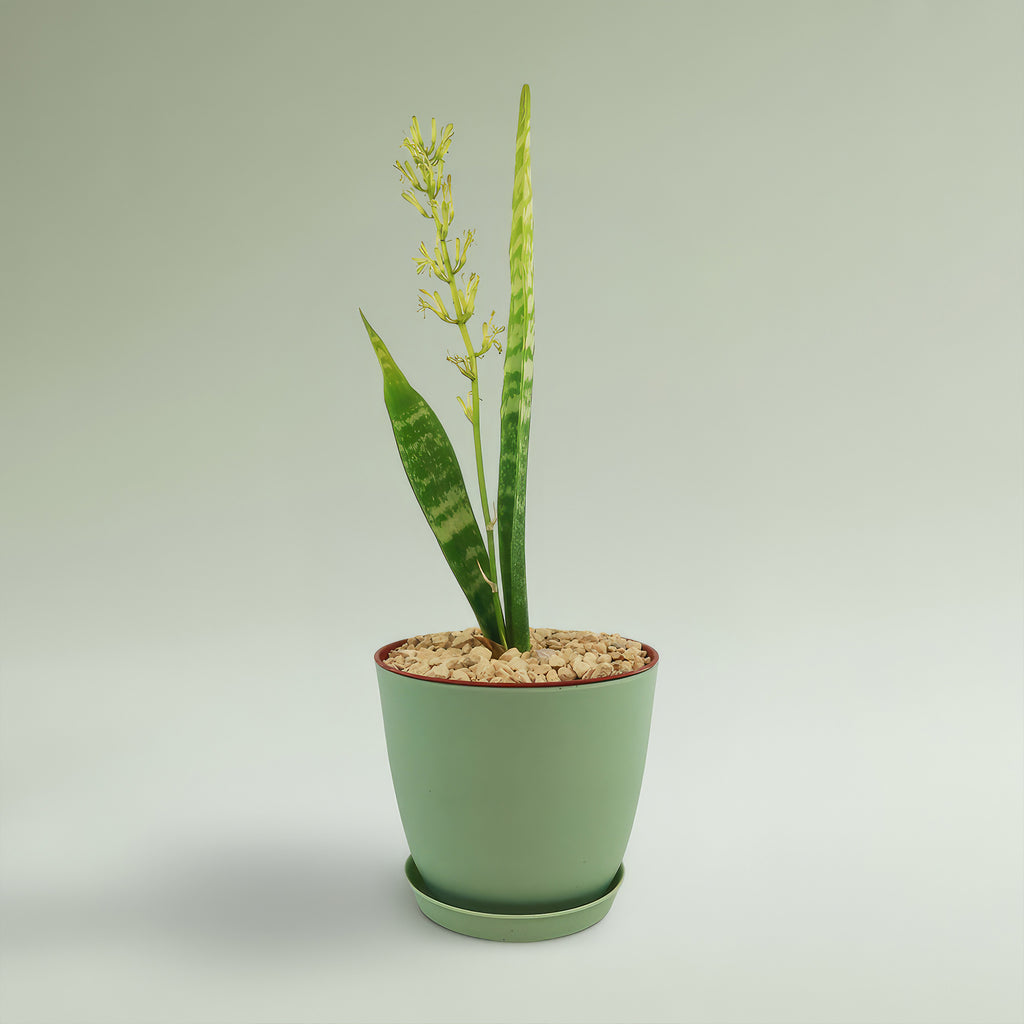 Mother in Law Plant ‘Sansevieria trifasciata’ Snake Plant