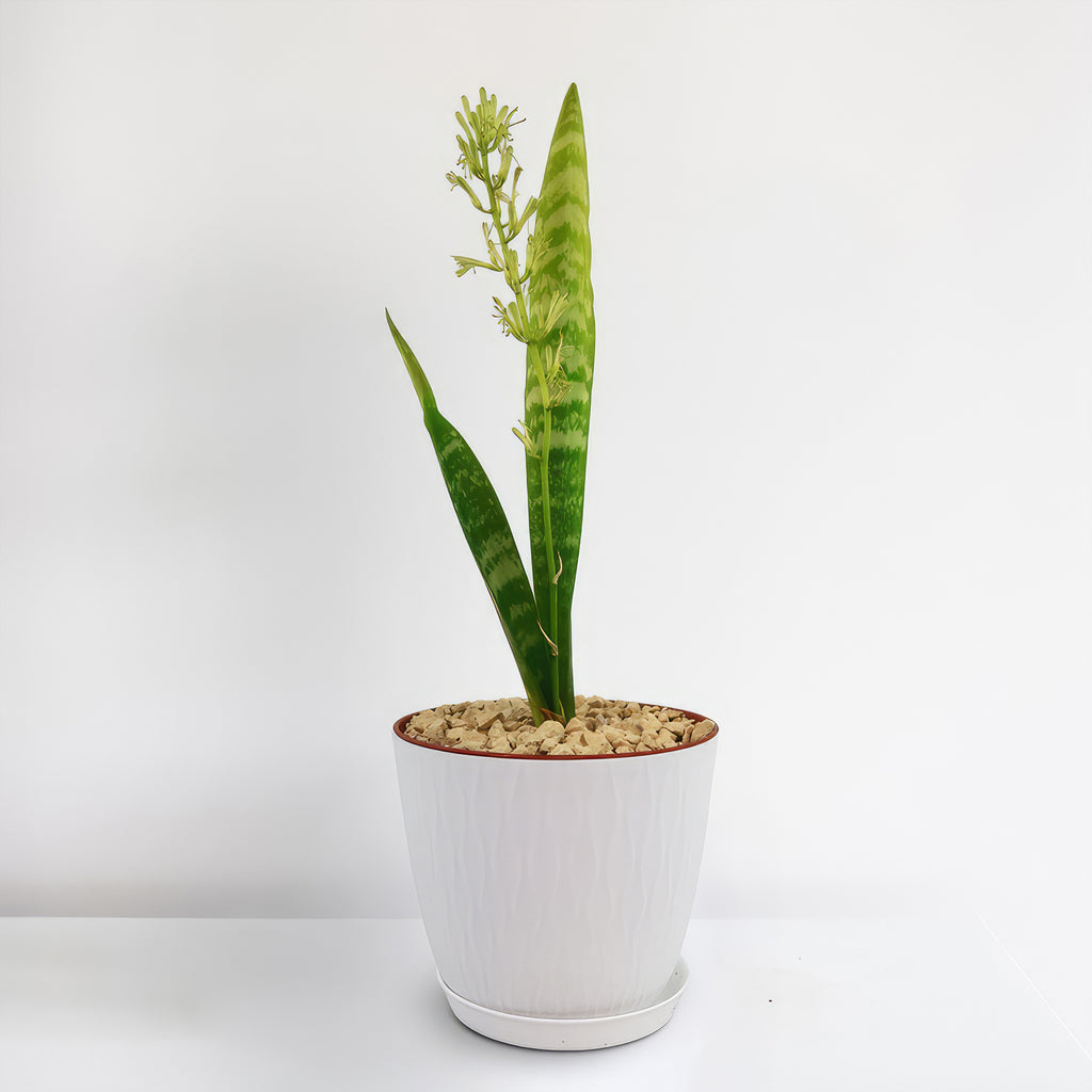 Mother in Law Plant ‘Sansevieria trifasciata’ Snake Plant
