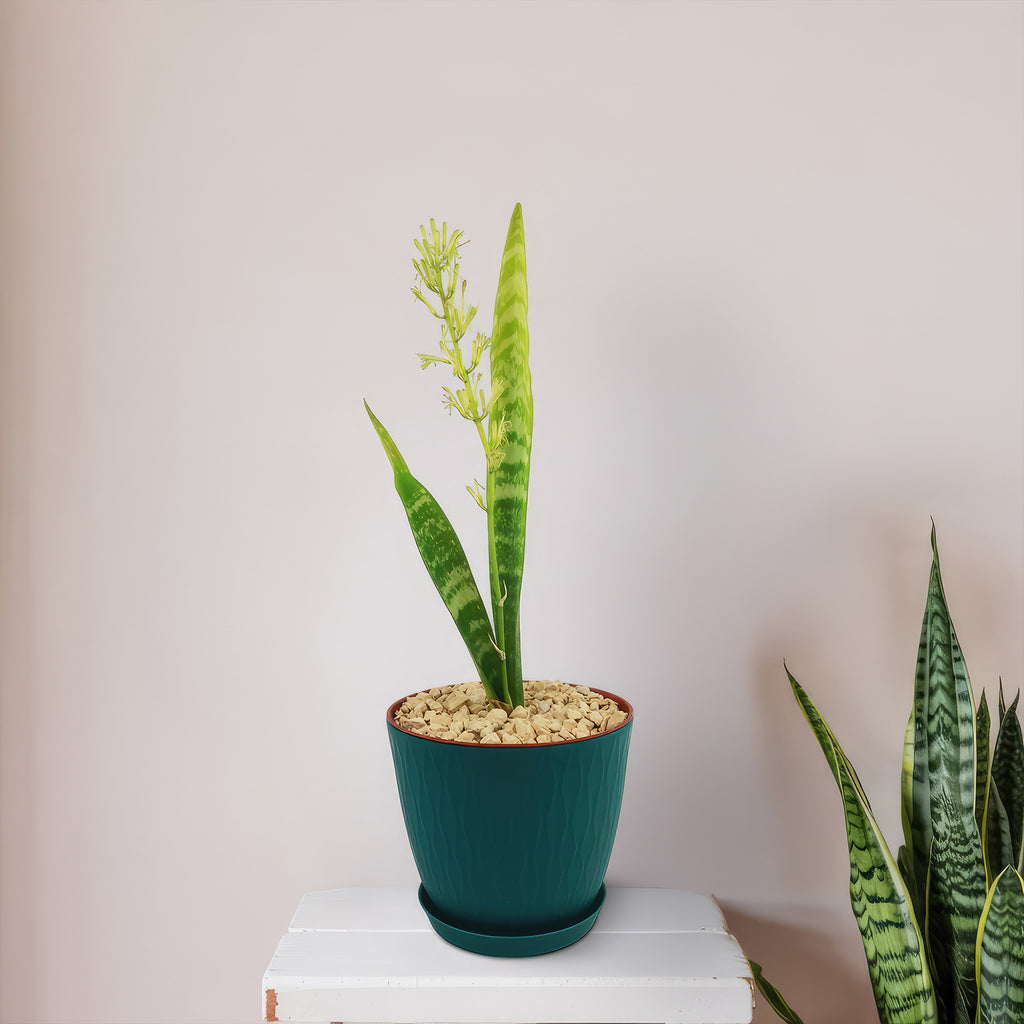 Mother in Law Plant ‘Sansevieria trifasciata’ Snake Plant