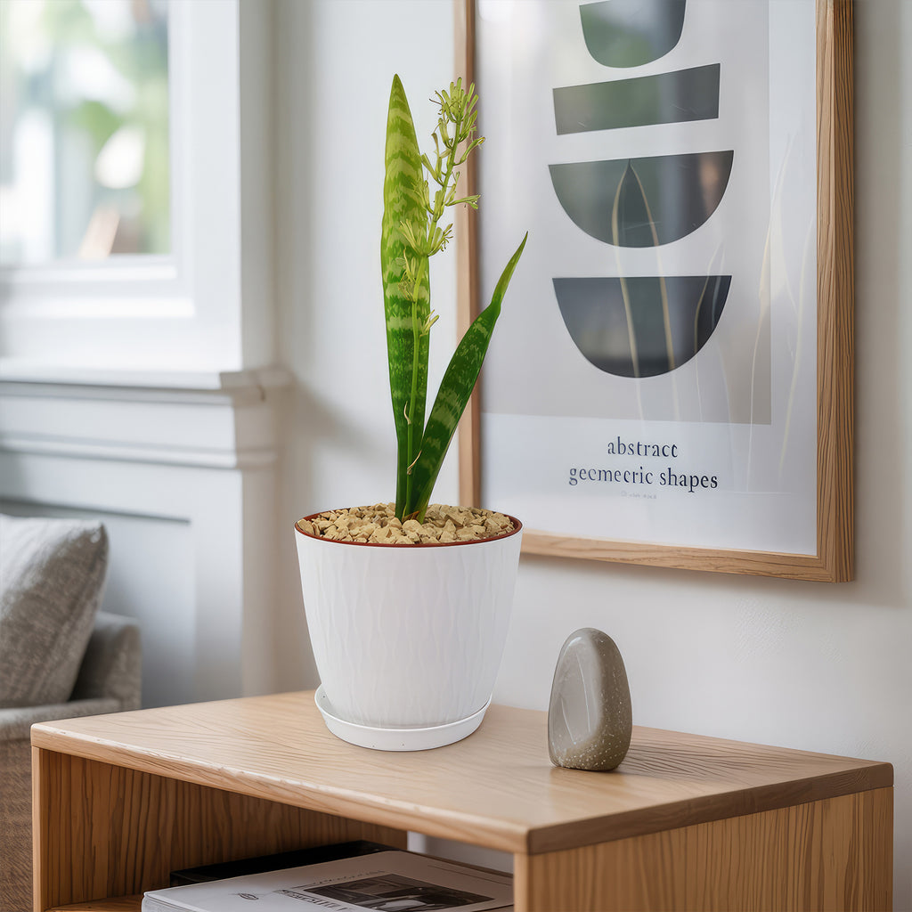 Mother in Law Plant ‘Sansevieria trifasciata’ Snake Plant