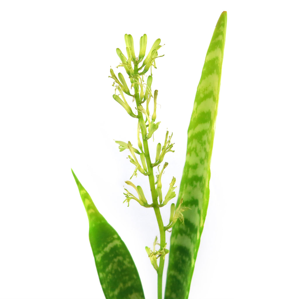 Mother in Law Plant ‘Sansevieria trifasciata’ Snake Plant