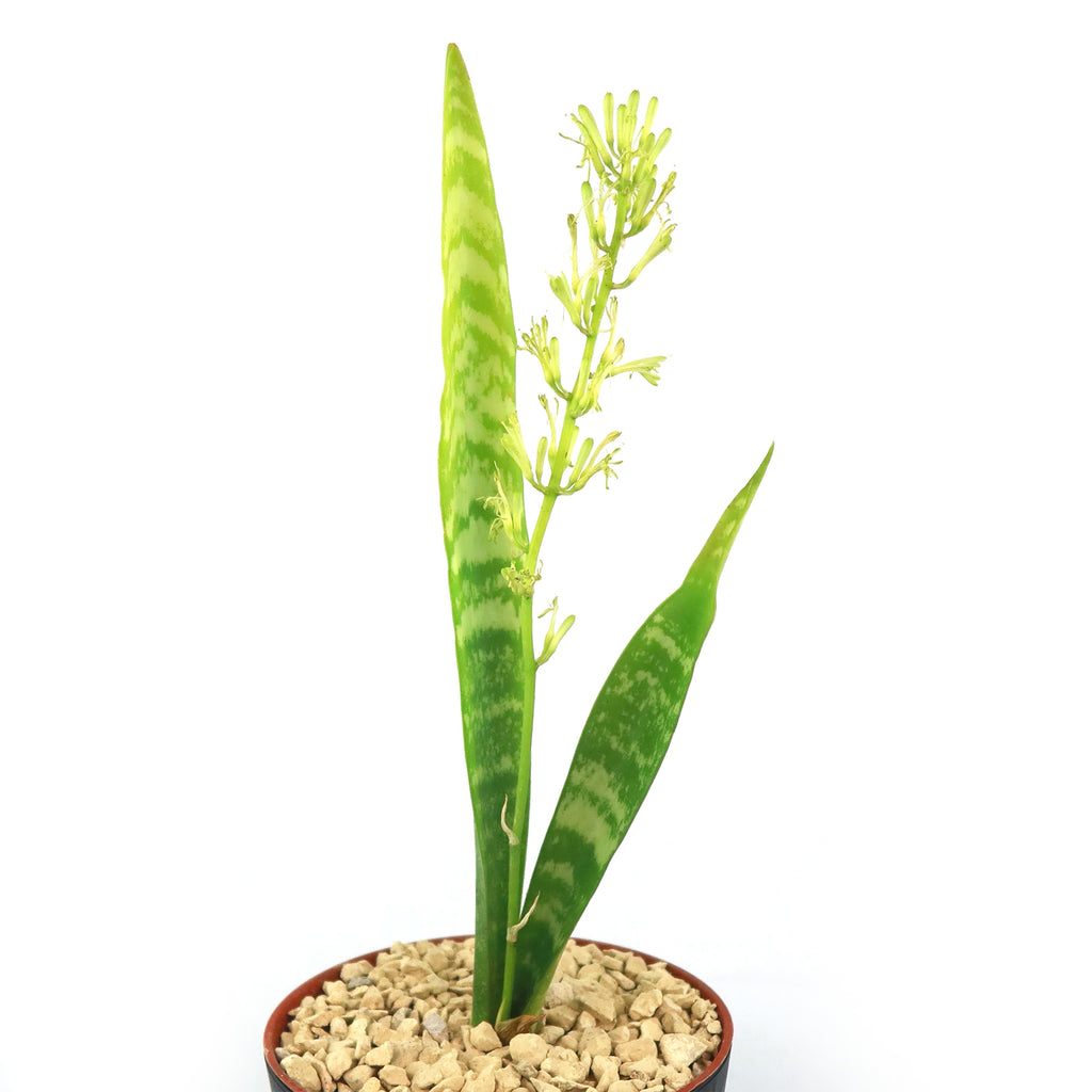 Mother in Law Plant ‘Sansevieria trifasciata’ Snake Plant