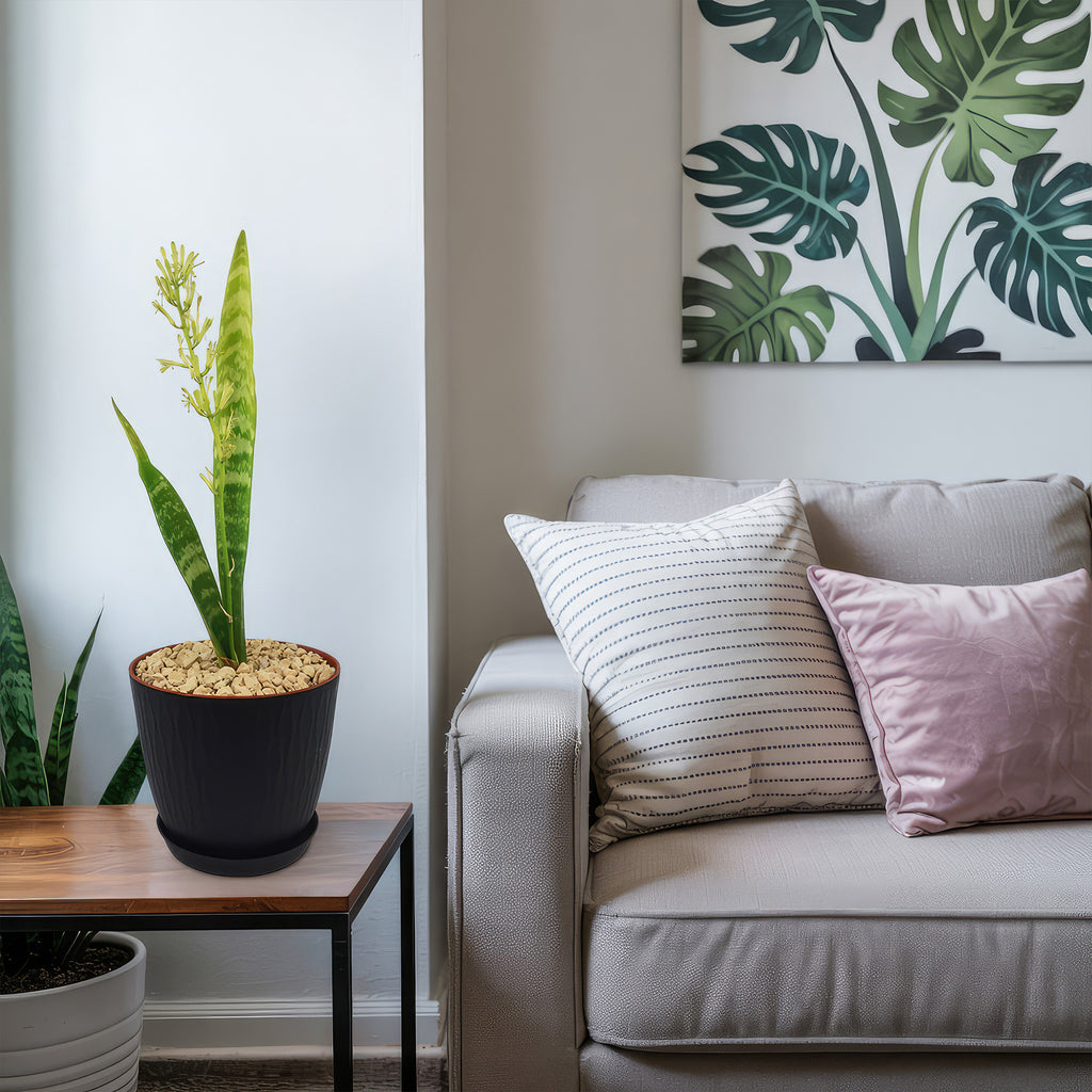 Mother in Law Plant ‘Sansevieria trifasciata’ Snake Plant
