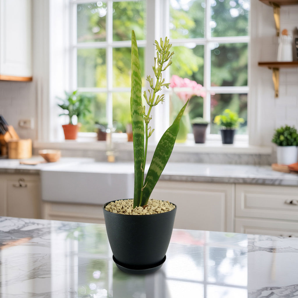 Mother in Law Plant ‘Sansevieria trifasciata’ Snake Plant