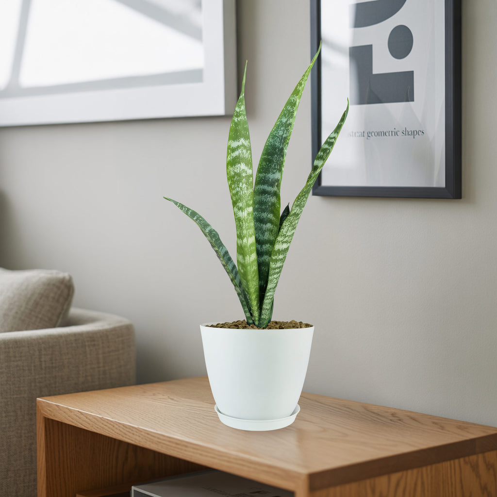 Mother in Law Plant ‘Sansevieria trifasciata’ Snake Plant