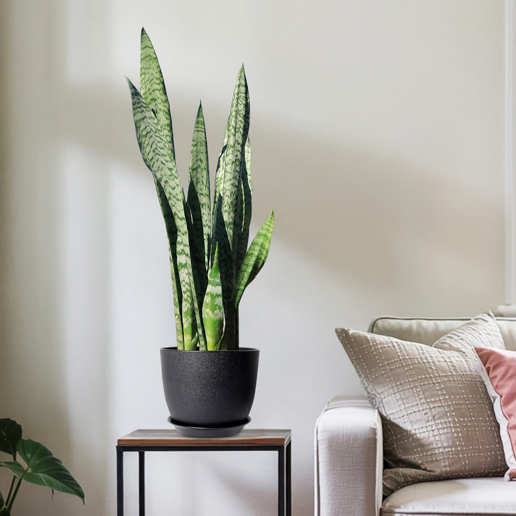 Mother in Law Plant ‘Sansevieria trifasciata’ Snake Plant