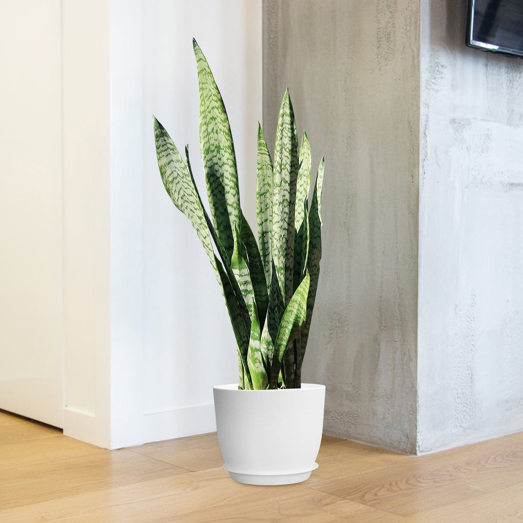 Mother in Law Plant ‘Sansevieria trifasciata’ Snake Plant