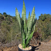 Mother in Law Plant ‘Sansevieria trifasciata’ Snake Plant