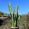 Mother in Law Plant ‘Sansevieria trifasciata’ Snake Plant