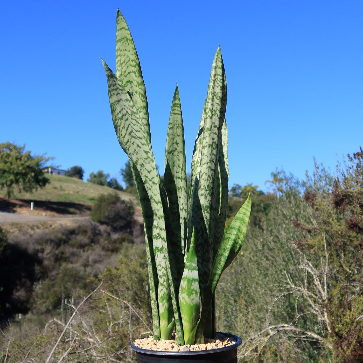 mother in law tongue plant clean air Shop 'Mother in Law Plant - Sansevieria trifasciata' Snake Plant - Care and Info
