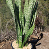 Mother in Law Plant ‘Sansevieria trifasciata’ Snake Plant