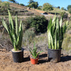 Mother in Law Plant ‘Sansevieria trifasciata’ Snake Plant