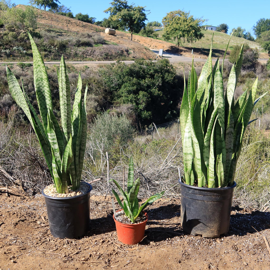 Mother in Law Plant ‘Sansevieria trifasciata’ Snake Plant