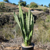 Mother in Law Plant ‘Sansevieria trifasciata’ Snake Plant