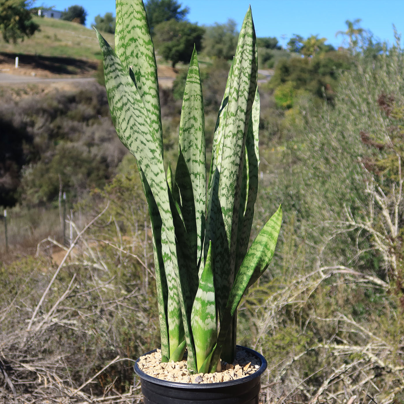 Mother in Law Plant ‘Sansevieria trifasciata’ Snake Plant
