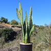 Mother in Law Plant ‘Sansevieria trifasciata’ Snake Plant