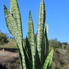 Mother in Law Plant ‘Sansevieria trifasciata’ Snake Plant