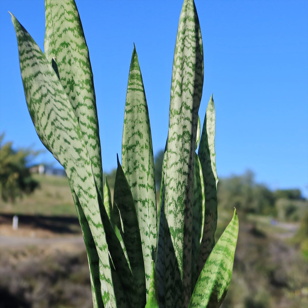 Mother in Law Plant ‘Sansevieria trifasciata’ Snake Plant