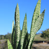 Mother in Law Plant ‘Sansevieria trifasciata’ Snake Plant