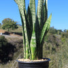 Mother in Law Plant ‘Sansevieria trifasciata’ Snake Plant