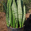 Mother in Law Plant ‘Sansevieria trifasciata’ Snake Plant