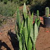 Mother in Law Plant ‘Sansevieria trifasciata’ Snake Plant