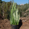 Mother in Law Plant ‘Sansevieria trifasciata’ Snake Plant