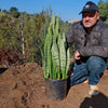 Mother in Law Plant ‘Sansevieria trifasciata’ Snake Plant