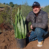 Mother in Law Plant ‘Sansevieria trifasciata’ Snake Plant