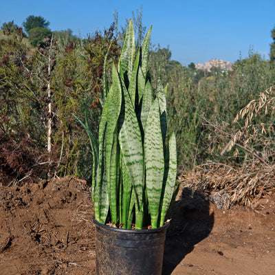 Mother in Law Plant ‘Sansevieria trifasciata’ Snake Plant