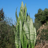 Mother in Law Plant ‘Sansevieria trifasciata’ Snake Plant