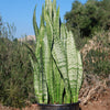 Mother in Law Plant ‘Sansevieria trifasciata’ Snake Plant