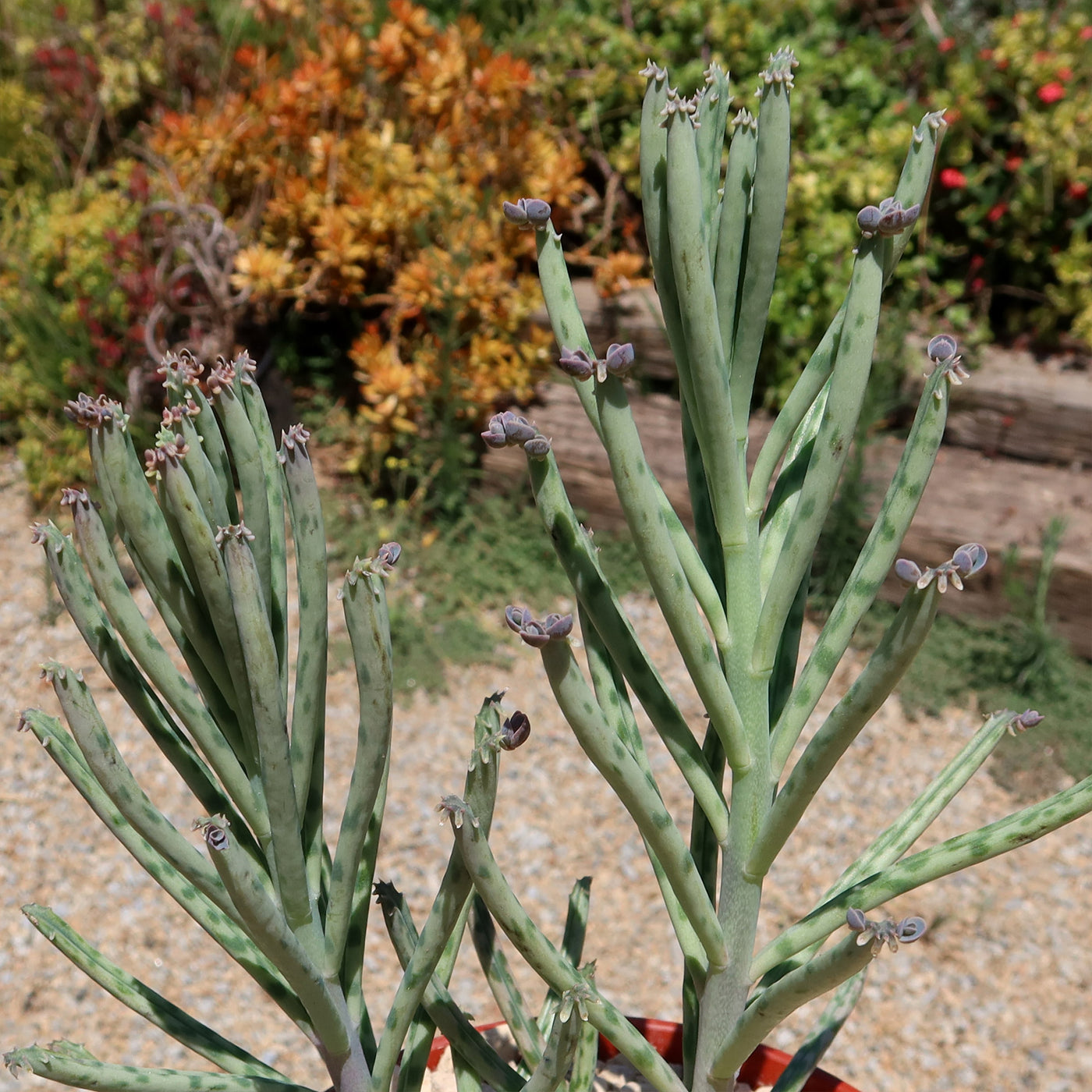 Mother of Millions 'Kalanchoe delagoensis'