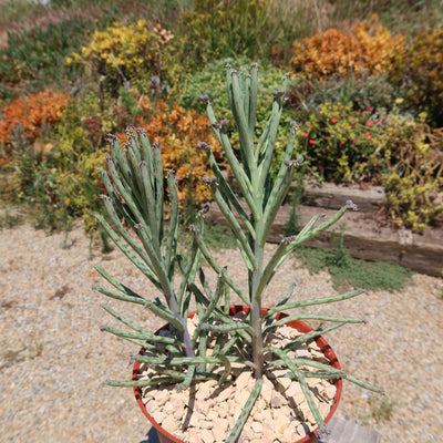 Mother of Millions 'Kalanchoe delagoensis'