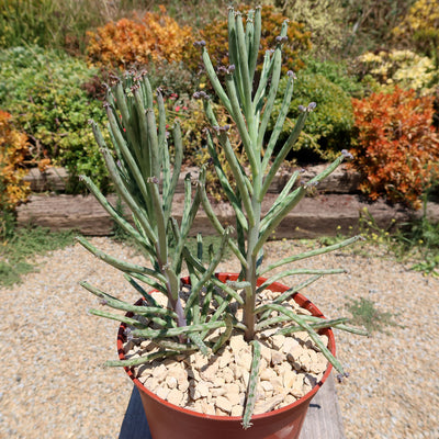 Mother of Millions 'Kalanchoe delagoensis'