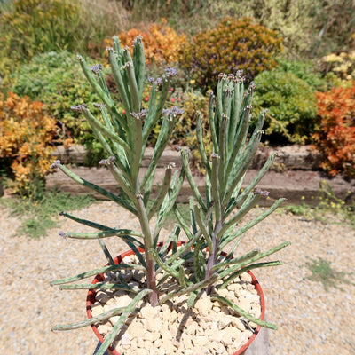 Mother of Millions 'Kalanchoe delagoensis'