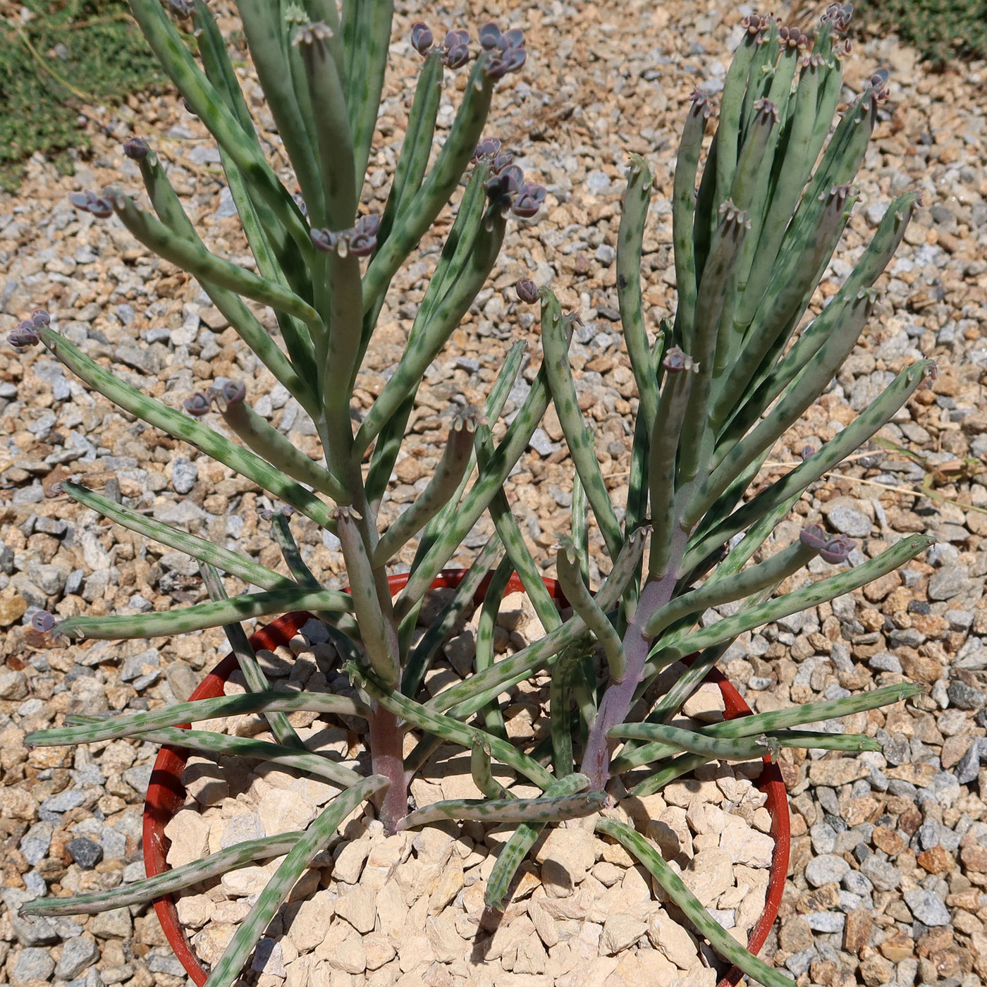 Mother of Millions 'Kalanchoe delagoensis'