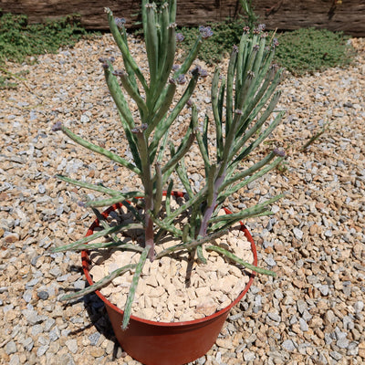 Mother of Millions 'Kalanchoe delagoensis'