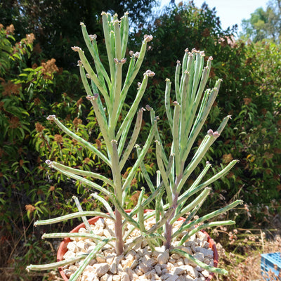 Mother of Millions 'Kalanchoe delagoensis'