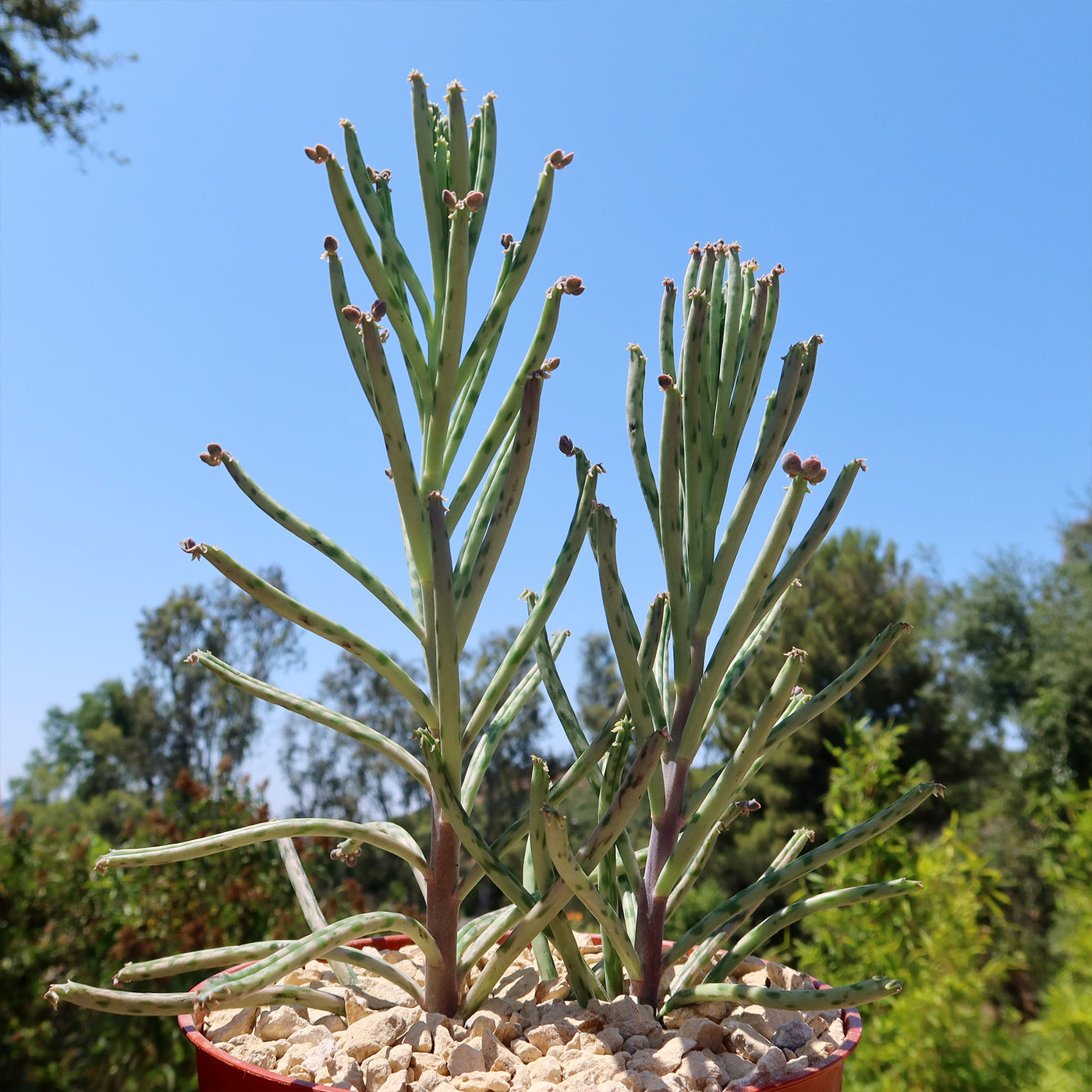 Mother of Millions 'Kalanchoe delagoensis'