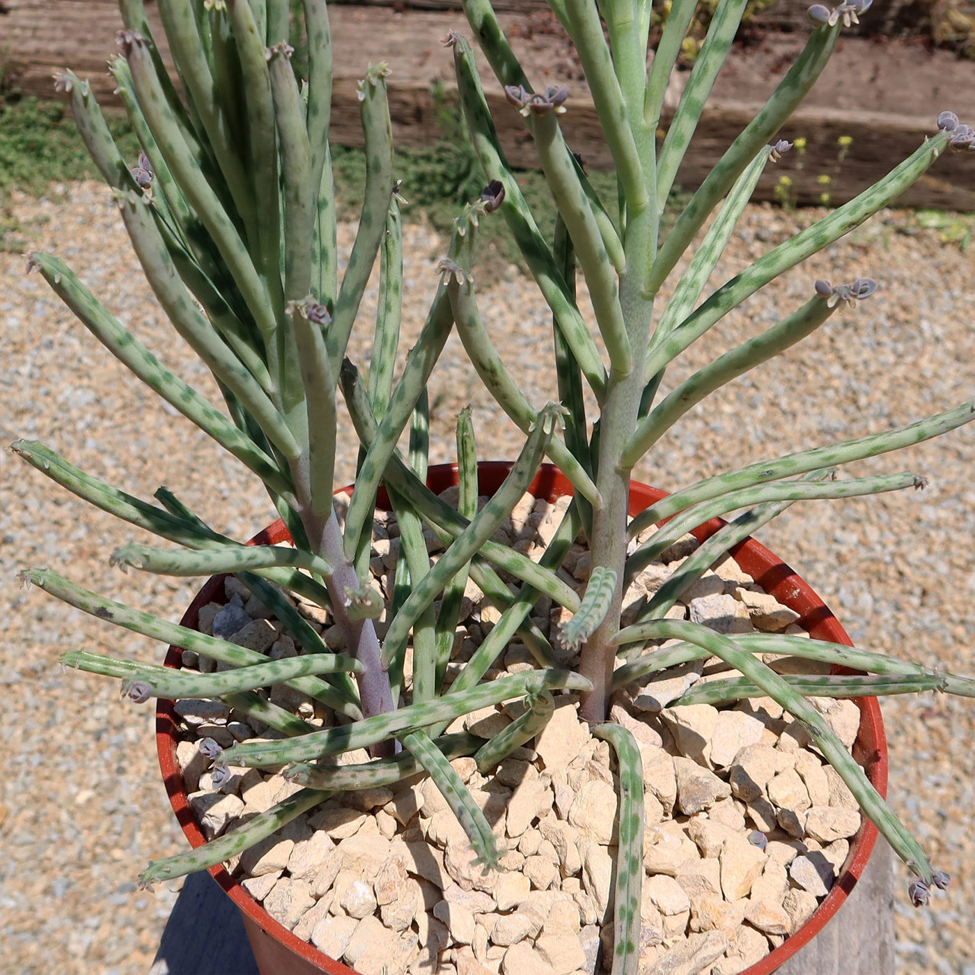 Mother of Millions 'Kalanchoe delagoensis'