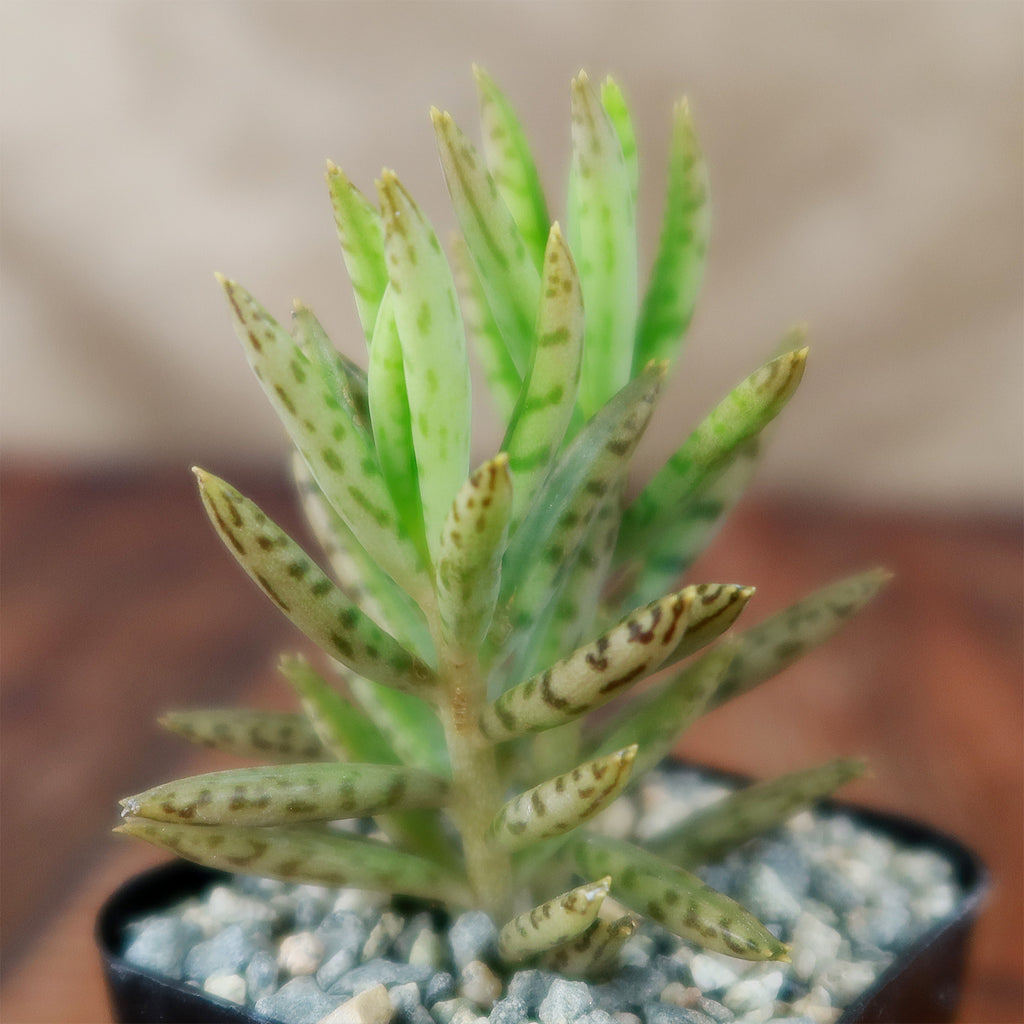 Mother of Millions &